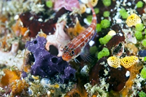 Tropical Marine Biodiversity Hotspot Stampe: Triplefin