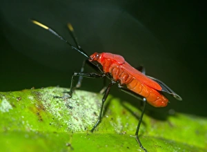 True Bug Stampe: True bug C016 / 4530