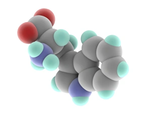 Amino Acid Structure Stampe: Tryptophan molecule