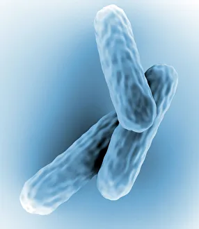 Stampe di Le batterie della tubercolosi. Arte computerizzata di Mycobacterium tuberculosis, batteri a forma di bastoncini positivi al Gram che causano la malattia della tubercolosi Immagini datate 2007: Batteri della tubercolosi