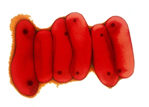 Mycobacterium Tuberculosis Stampe: Tuberculosis bacteria, TEM