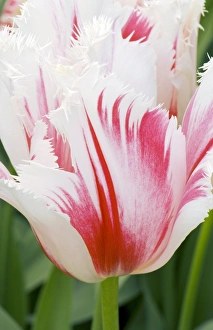 Freshness In Nature Photography Stampe: Tulipa Carousel