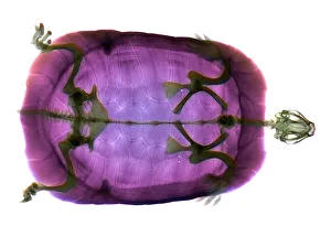 Xray Stampe: Turtle