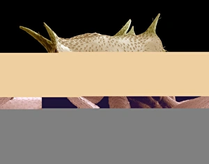 Scanning Electron Micrograph SEM Stampe: Turtle ants head, SEM