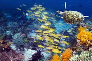 Tropical Marine Animals Stampe: Turtle and fish on a reef