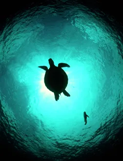 Stampe di Un tartaruga nuota. Una tartaruga non identificata (ordine Testudines) in silhouette si muove nell'acqua Immagini datate 2004: La tartaruga nuota