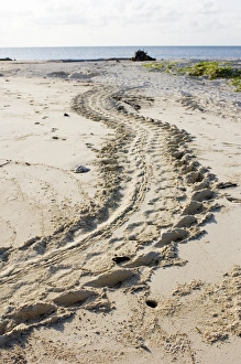 Sabah Wildlife Photography Stampe: Turtle tracks