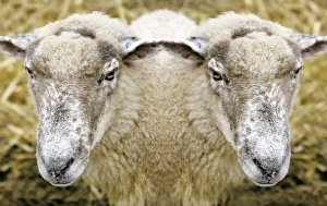 Stampe di Due caprette gemelle. Immagine concettuale di una pecora (Ovis aries) con due teste Immagini datate 2004 luglio: Due capre gemelle