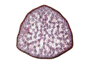 Vascular Bundle Structure Stampe: Umbrella grass stem, light micrograph