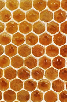 Honeycomb Structure Stampe: Uncapped honeycomb