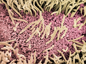 Stampe di La lumaca. Coloured scanning electron micrograph (SEM) dell'incoscienza di una lumaca (ordine Gastropoda) Immagini datate 2005 gennaio: Sottile di una lumaca, SEM