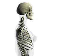 Human Torso Anatomy Stampe: Upper body skeleton