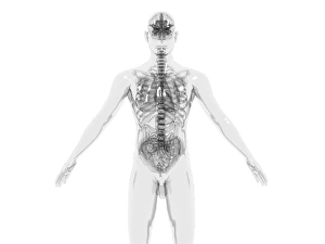 Scheletro del corpo superiore