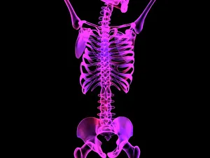 Stampe di Osso del corpo superiore. Arte computerizzata di un scheletro umano che mostra i ossi del corpo superiore. In cima è la base della testa e l'osso mascella Immagini datate 2005: Scheletro del corpo superiore, arte computazionale
