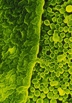 Photosynthesis Process Stampe: Upper surface of a pea leaf