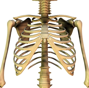 Stampe di Osso del torace e dell'artista. Questi ossi includono i ossa del braccio superiore (uno scapolo per lato), le vertebre che formano la colonna dorsale centrale ed il petto Immagini del 10 dicembre 2008: Osso torace superiore, arte