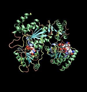 Stampe di L'azione dell'antibiotico vancomicina. Modelli computerizzati mostrano la struttura secondaria dell'enzima glicosiltrasferasi (spirali e cavi) Immagini datate 2006 settembre: Azione antibiottica di Vancomicina