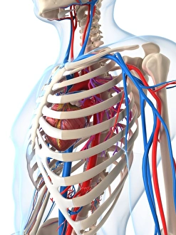 Blood Vessel Illustration Stampe: Vascular system, artwork