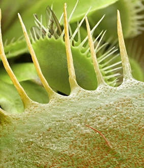 Stampe di Le foglie della piante di Venera sono colorate e rappresentano una fotografia a raggi X con microscopio (SEM) delle spine dei trappi fogliari dalla pianta di Venera (Dionaea muscipula) Immagini datate 2003 agosto: Esecuzione della trappola di Venus