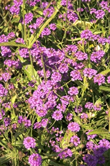Drought Tolerant Plants Stampe: Verbena rigida