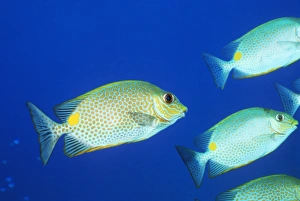 Stampe di Il pesce spinoso vermucolato (Siganus vermiculatus) è un pesce che si conosce anche come 'coniglio del labirinto'. Ha spine velenose nelle sue pinne. Fotografato nella Sola Andaman, in Thailandia Immagini datate 2004 settembre: Spina di vermicello pesce a piedi