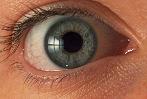 Visual Sense Organs Stampe: Front view of human eye