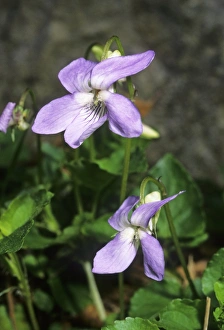 Purple Wildflowers Stampe: Viola suavis