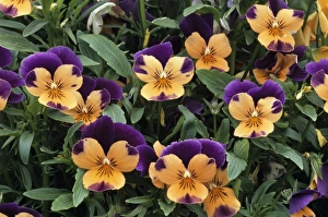 Stampe di Le violette ( Viola cornuta ) e le varietà di sorbetto sono molto tolleranti al freddo Immagini datate 2004 dicembre: Violets