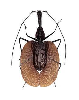 Southeast Asian Insects Stampe: Violin beetle