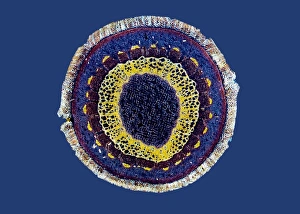 Polarised Light Microscopy Images Stampe: Virginia creeper stem, light micrograph