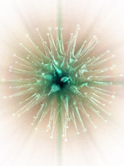 Microbiology Images Stampe: Virus, computer artwork