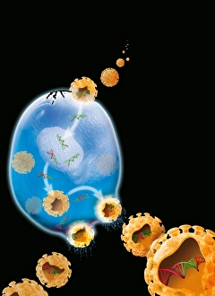 Immagini datate 2008 giugno: Ciclo di riproduzione del virus, arte