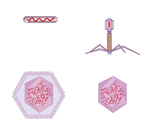 Computer Virus Artwork Stampe: Virus structures, artwork