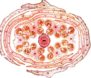 Light Microscopy Images Stampe: Wallflower bud, light micrograph
