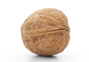 Walnut Tree Stampe: Walnut