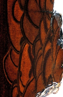 Walnut Tree Bark Stampe: Walnut bark