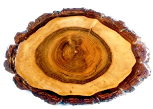 Stampe di L'arco di un albero di nocciola. Sezione trasversale dell'albero di noci (Juglans regia), che mostra i diversi anelli presenti nell'albero Immagini datate 2007 agosto: Tronco di quercia nera