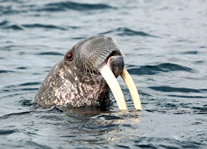 Arctic Marine Mammals Stampe: Walrus