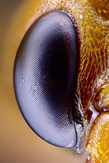 Stampe di Occhio di vespa. Raggiunto con un punto di vista da vicino uno degli occhi composti della vespa (ordine Hymenoptera), che mostra gli individui lenti (ommatidia, hexagonali) Immagini datate 2012 ottobre: Occhio di vespa