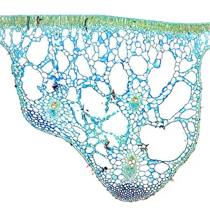 Immagini datate 2009 novembre: Lamina del water lily, micrografo di illuminazione leggera