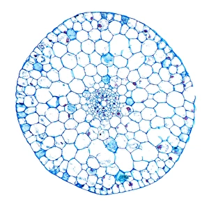 Aquatic Plant Structure Stampe: Waterweed stem, light micrograph