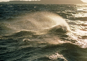 Blue Ocean Stampe: Waves