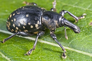 Insect Photography Poland Stampe: Weevil on a leaf