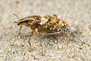 Insect Photography Nature Stampe: Weevil on sand