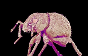 Scanning Electron Micrograph Insects Stampe: Weevil, SEM