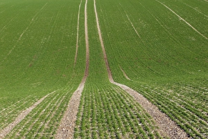 Campo di grano