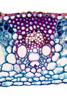 Stampe di Foglia di grano. Microfotografia in luce della sezione attraverso una foglia da un pianta di frumento comune (Triticum aestivum) Immagini datate 21 dicembre 2011: Foglia di grano, micrografia a luce trasmessa
