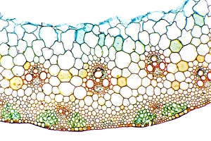Stampe di Il stelo di grano. Micrografia a luce debole di una sezione attraverso lo stemo del grano (Triticum aestivium) Immagini datate 2009 settembre: Spighetto di grano, fotografia a lente ridotte