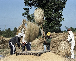 Stampe di La tritricolatura del grano duro. Le donne utilizzando bastoni e stecchi di bambù per separare i granelli dal mazzo di grano tostato Immagini datate 2007 agosto: Trattamento del grano