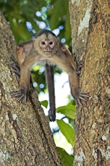 Tropical Forest Primates Stampe: White-fronted capuchin monkey